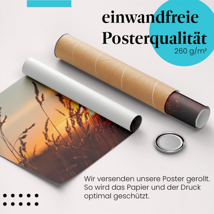 Gerolltes Poster "Sonnenuntergang im Gras" - Natur & Stimmung, sicher verpackt.