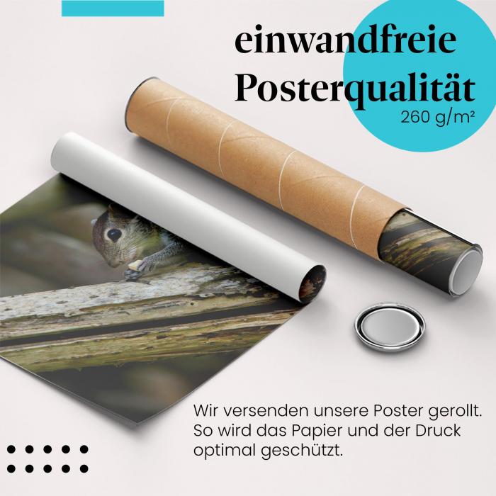 Gerolltes Poster "Streifenhörnchen" - Tierfotografie, sicher verpackt.