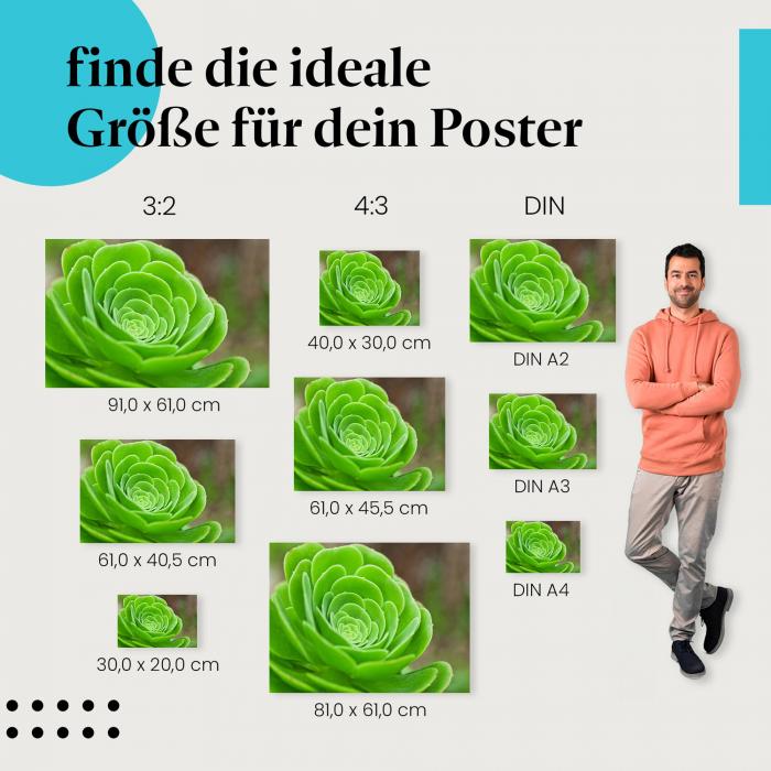 Sukkulente, Poster: Makro, grün, symmetrisch.