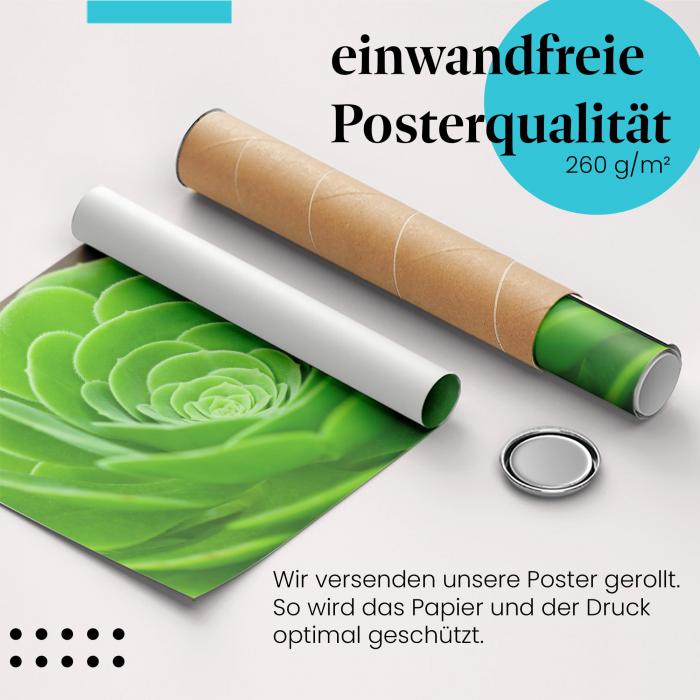 Gerolltes Poster "Sukkulenten". Pflanzen & Details, sicher verpackt.