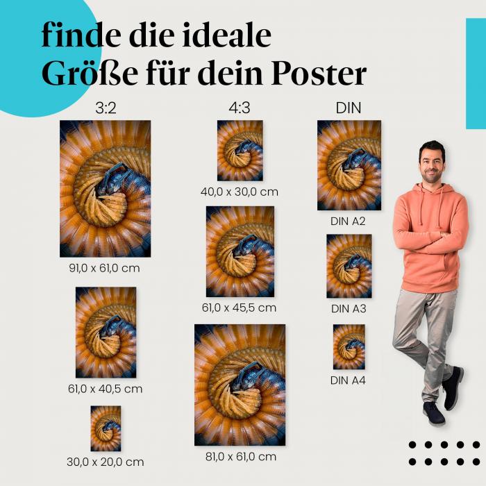 Finde die ideale Postergröße: Makroaufnahme: Eingerollter Tausendfüßer, Beinpaare.