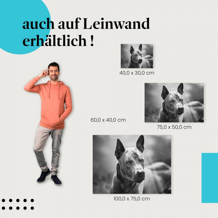 Thai Ridgeback: Leinwandbild. Schwarz-Weiß, Porträt.