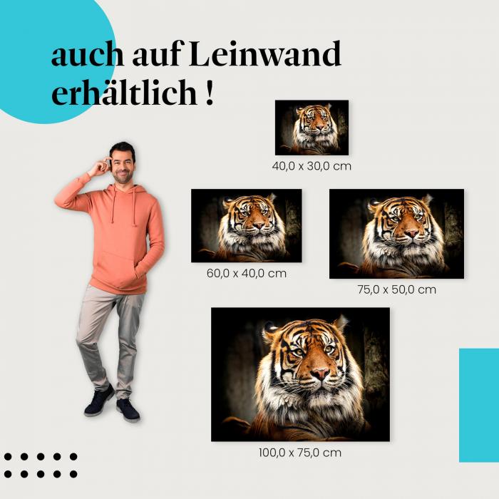 Tiger-Porträt: Leinwandbild. Intensiver Blick, majestätische Präsenz.