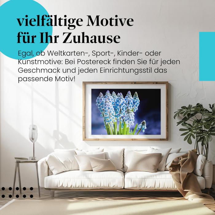 Leinwandbild "Traubenhyazinthen": Leuchtende Blüten, blaue Farbpracht, Nahaufnahme.