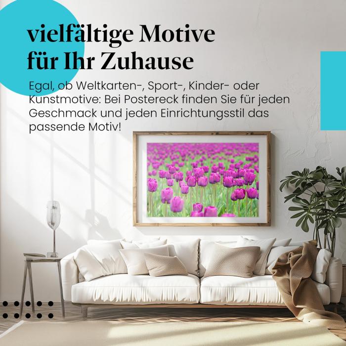 Stylisches Leinwandbild: Farbenpracht im Frühling: Violette Tulpen.