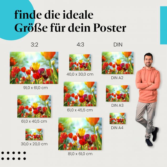 Bunte Tulpen Poster: Frühlingshafte Wanddeko - jetzt Größe wählen.