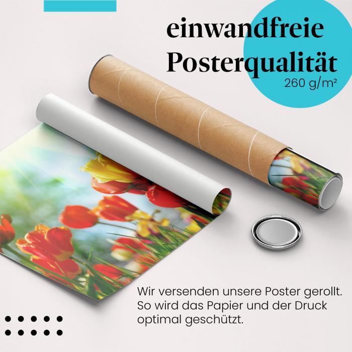 Gerolltes Poster "Bunte Tulpen", Sonnenschein. Farbenfrohe Frühlingsgefühle.