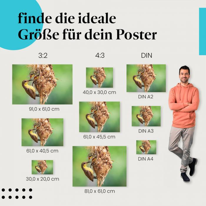 Finde die ideale Größe: Vogelküken, Nest, Elternvogel.