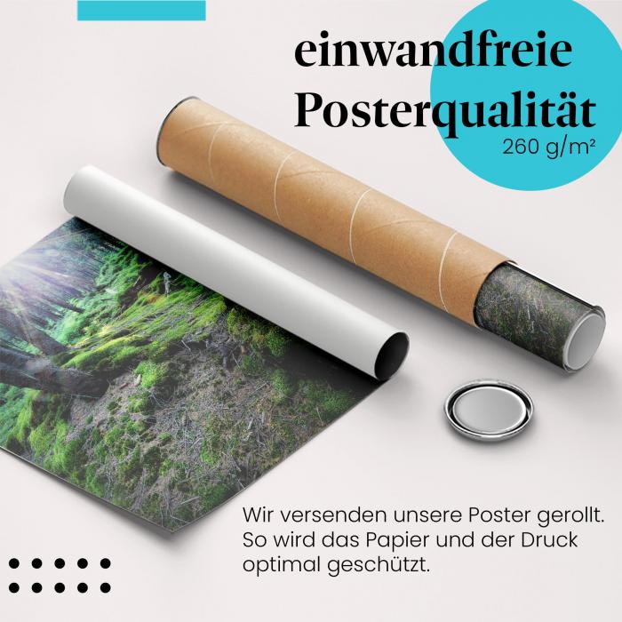 Gerolltes Poster "Waldlicht" - Natur & Licht, sicher verpackt.