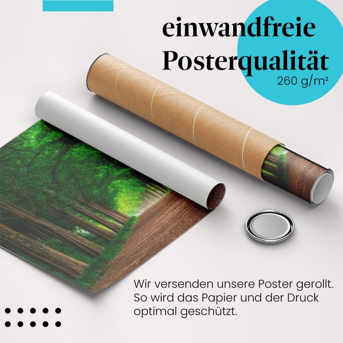 Gerolltes Poster "Magischer Waldweg" - Wald & Natur, sicher verpackt.