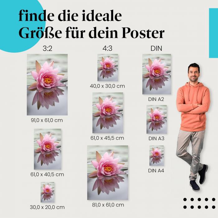 Finde die ideale Postergröße: Rosa Wasserlilie spiegelt sich im Teich - faszinierende Natur!