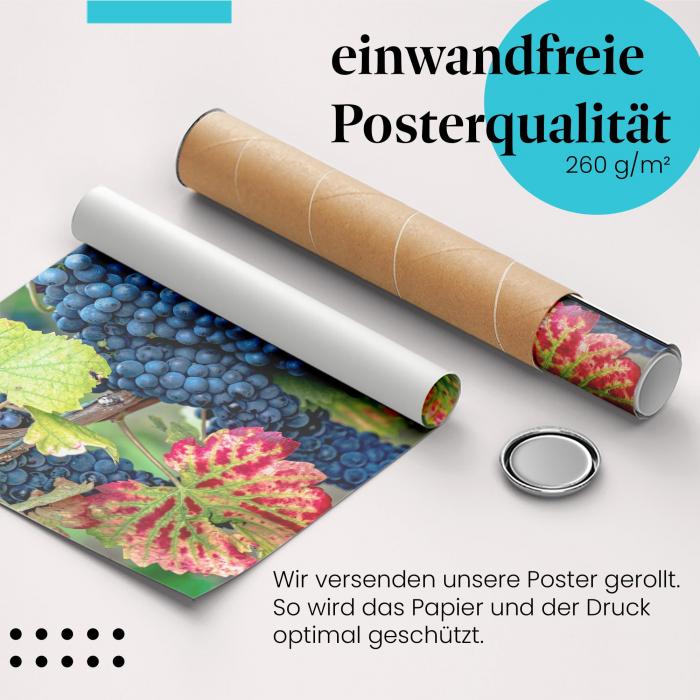 Gerolltes Poster "Weintrauben" - Herbstliche Stimmung, sicher verpackt.