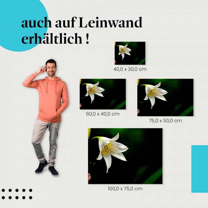 Weiße Lilie: Leinwandbild. Zarte Blüte, pure Schönheit.