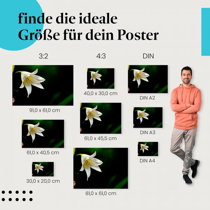 Finde die ideale Postergröße: Weiße Lilie, zarte Blütenblätter, Staubblätter, Schönheit.