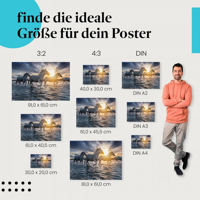 Pferde, Poster: Weiß, galoppierend, Meer, Sonne.