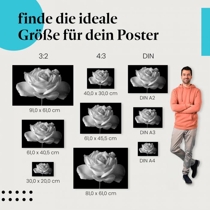 Weiße Rose Poster: Zeitlose Eleganz in Schwarzweiß - jetzt bestellen!