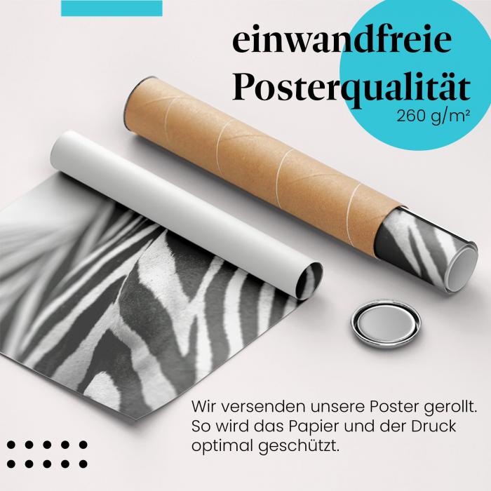 "Zebraportrait": Gerolltes Poster - Schwarzweiß, Blick.