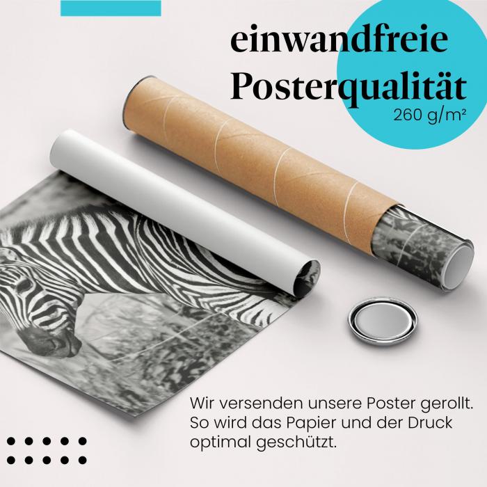 "Zebra": Gerolltes Poster, Schwarzweiß, Eleganz.