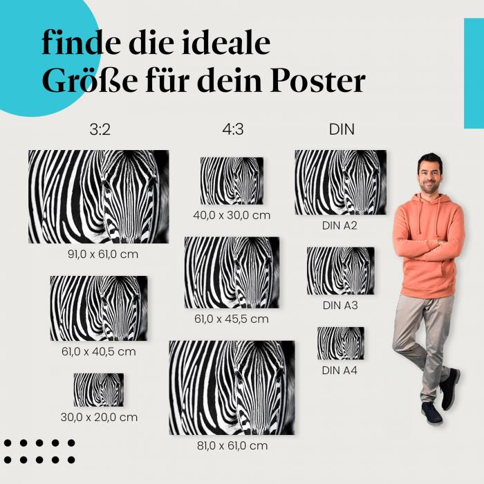 Zebra, Poster: Nahaufnahme, Streifen.