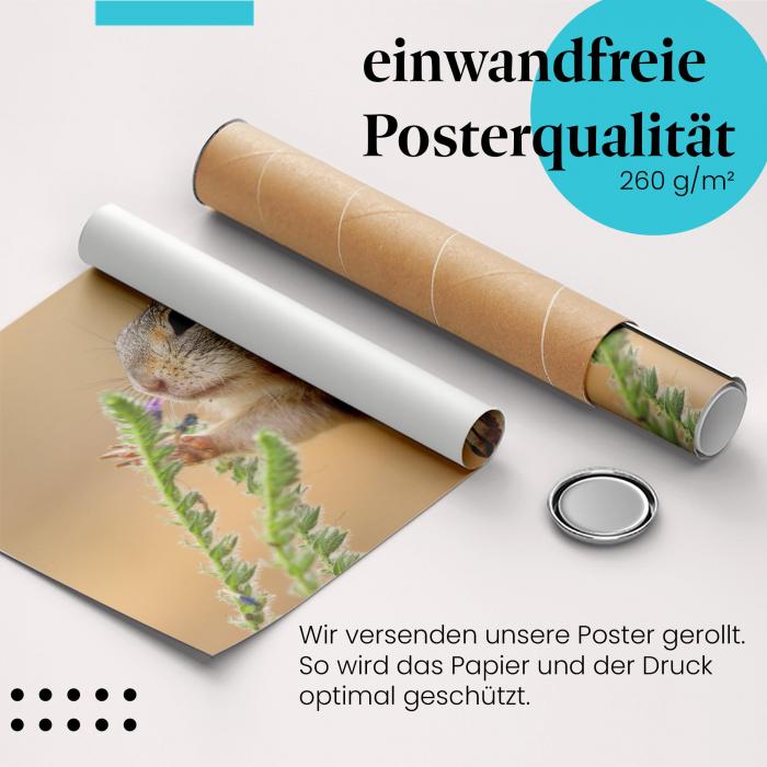 Gerolltes Poster "Ziesel". Tier & Natur, sicher verpackt.