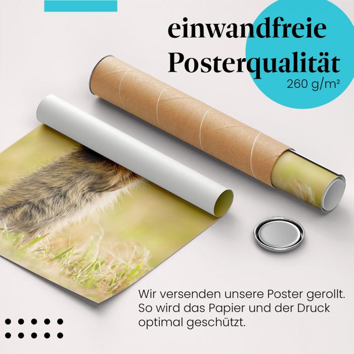 Gerolltes Poster "Ziesel". Tierfotografie, sicher verpackt.