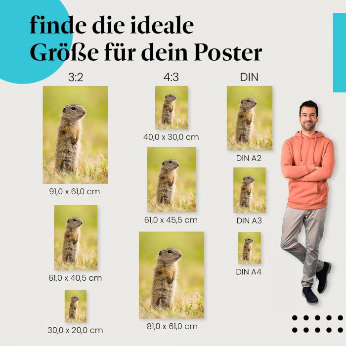 Finde die perfekte Postergröße für dein Zuhause! Ziesel, Wiese, aufmerksam.