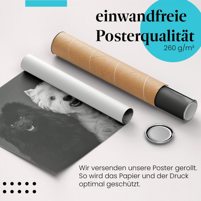 Gerolltes Poster "Zwergspitze". Hunde & Freunde, sicher verpackt.