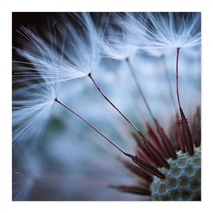 Makroaufnahme: Pusteblume, feine Samenhärchen, leuchtende Struktur.