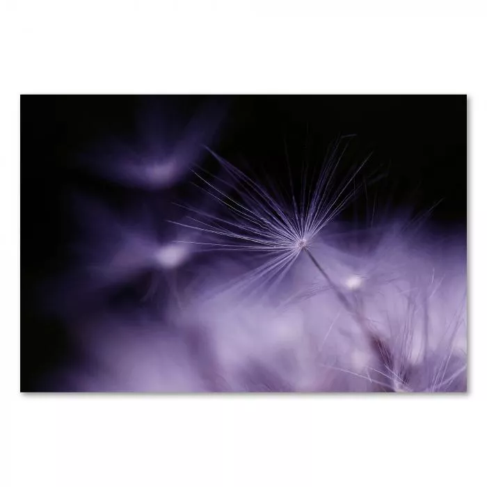 Makroaufnahme: Pusteblume in Violett, feine Samen schweben im Wind.