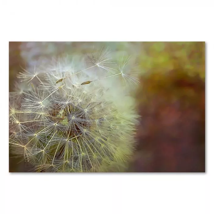 Detailaufnahme Pusteblume, Samen lösen sich im Wind, verträumte Stimmung.