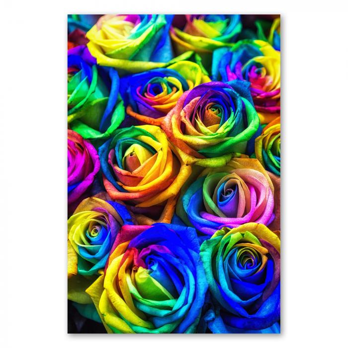 Nahaufnahme: Regenbogenrosen in allen Farben des Spektrums.