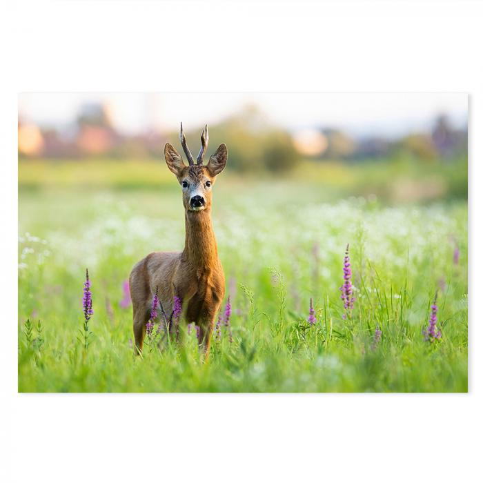 Junger Rehbock auf Wiese mit Blüten, blickt in Kamera, Abendsonne.