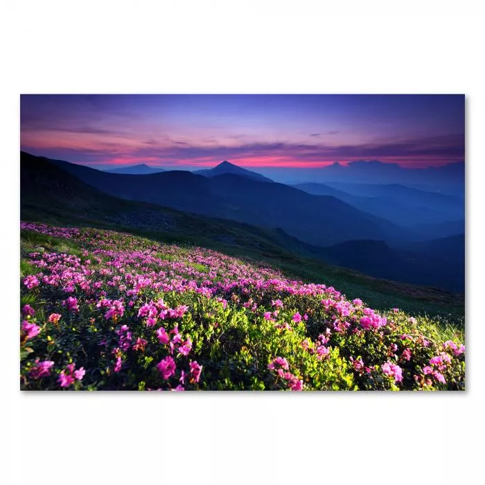 Ein Blütenteppich aus pinken Rhododendren bedeckt einen Berghang – ein atemberaubender Anblick.