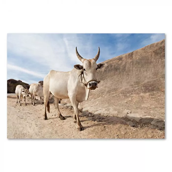 Herde weißer Rinder mit imposanten Hörnern, staubige Straße in Indien.