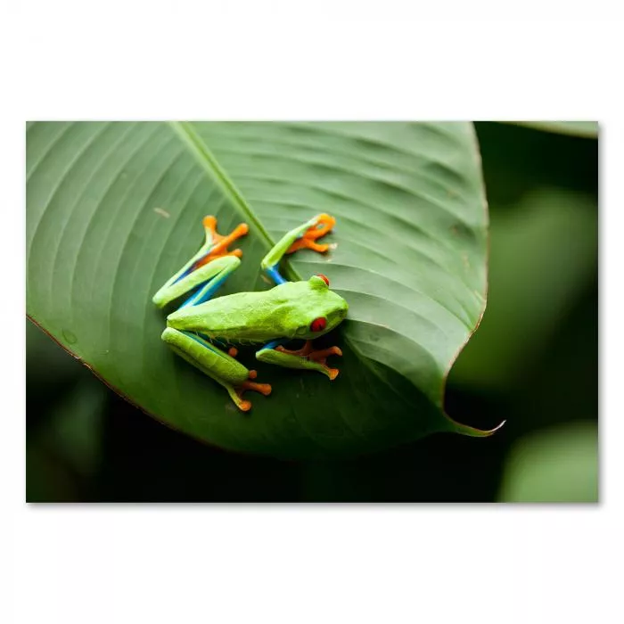 Grüner Rotaugenlaubfrosch mit blauen Streifen sitzt auf großem Grünblatt im Regenwald.