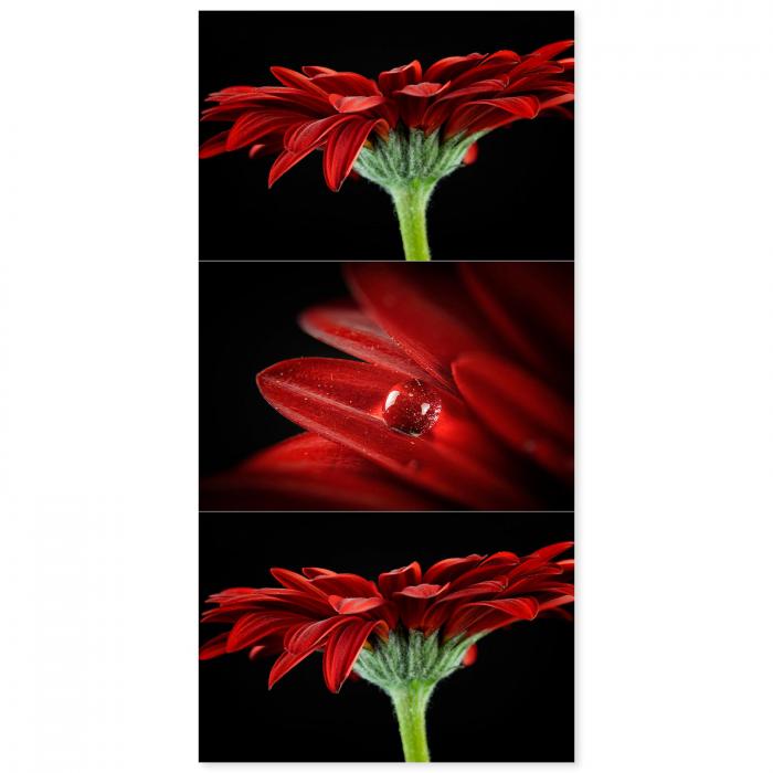 Triptychon: Rote Gerbera, Gesamtansicht, Wassertropfen, Seitenansicht.