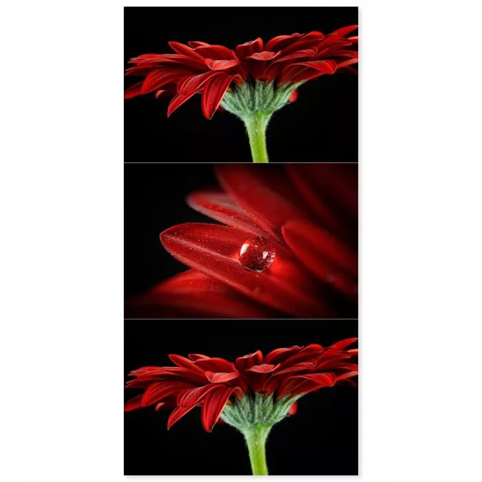 Triptychon: Rote Gerbera, Gesamtansicht, Wassertropfen, Seitenansicht.