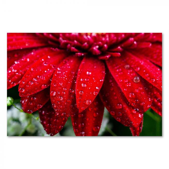 Makroaufnahme: Rote Gerbera-Blüte, glitzernde Wassertropfen, frische Atmosphäre.