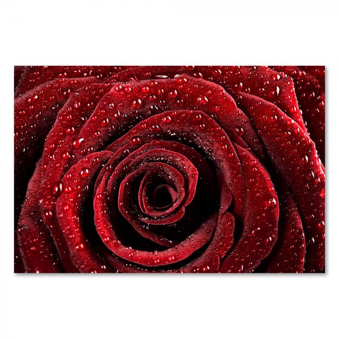 Eine tiefdrote Rose mit glitzernden Wassertropfen – ein Symbol für Liebe und Romantik.