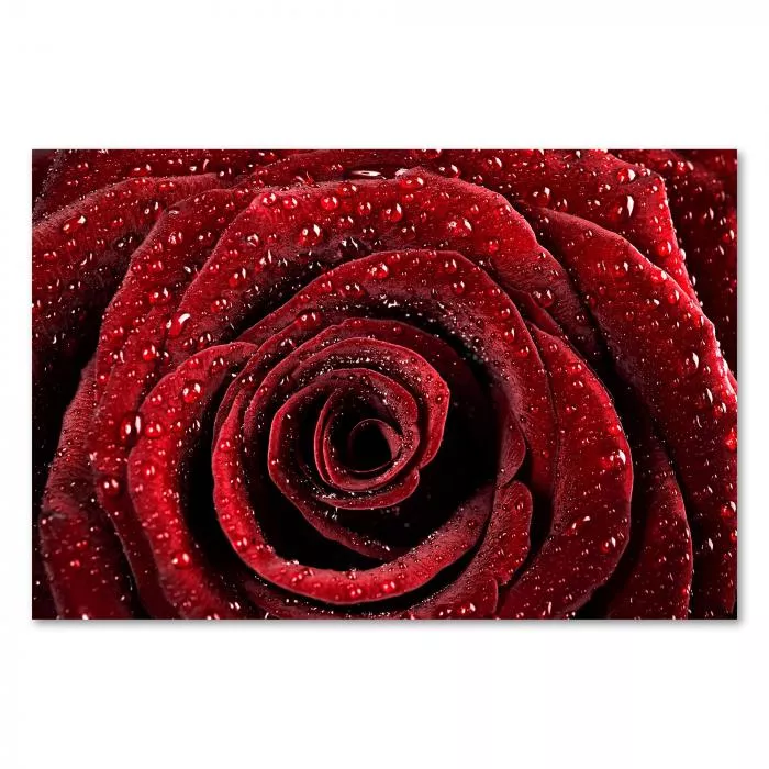 Eine tiefdrote Rose mit glitzernden Wassertropfen – ein Symbol für Liebe und Romantik.