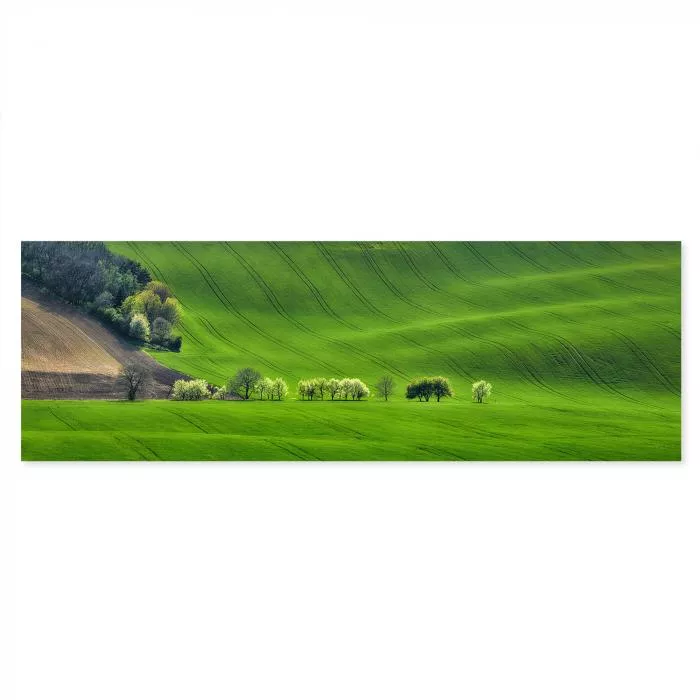 Grüne Hügel, blühende Bäume, klarer Himmel - ruhige & friedliche Landschaft.