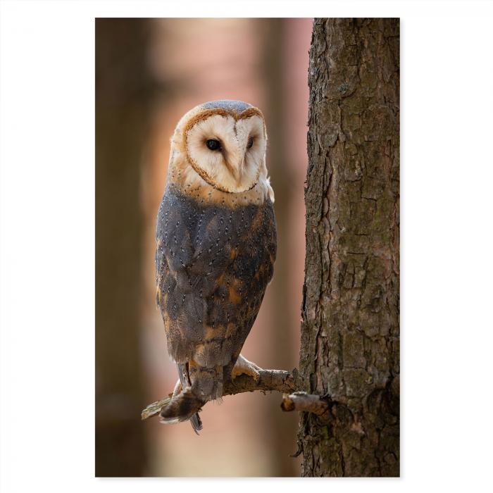 Schleiereule, kahler Ast, durchdringender Blick, weißes, herzförmiges Gesicht.