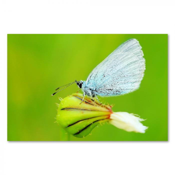 Ein blauer Schmetterling auf einer grünen Knospe - die zarte Schönheit der Natur im Detail.