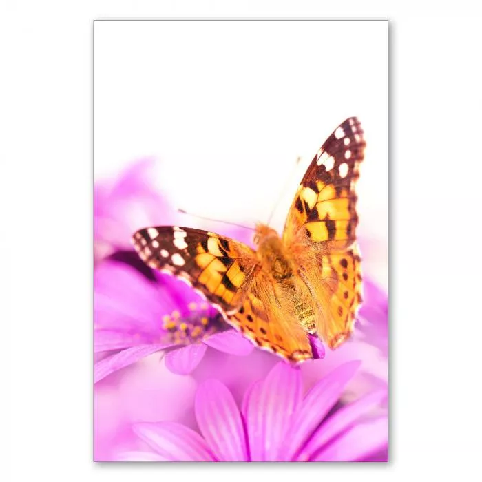 Ein farbenfroher Schmetterling auf einer leuchtend pinken Blüte - ein Symbol für die Schönheit der Natur.