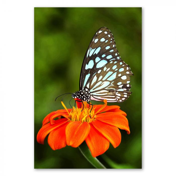 Schwarz-blauer Schmetterling, weiße Punkte, orangefarbene Blume, grüner Hintergrund.