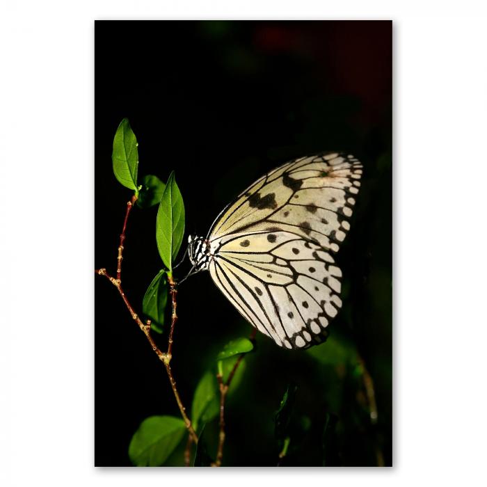 Weißer Schmetterling mit schwarzen Mustern auf zarten grünen Blättern.