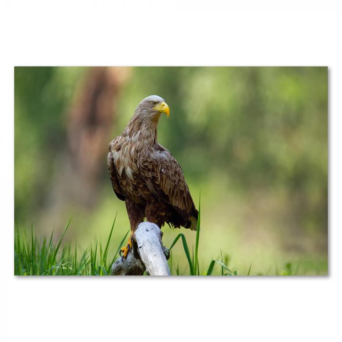 Seeadler auf moosbewachsenem Baumstamm, Blick in die Ferne - majestätisch.