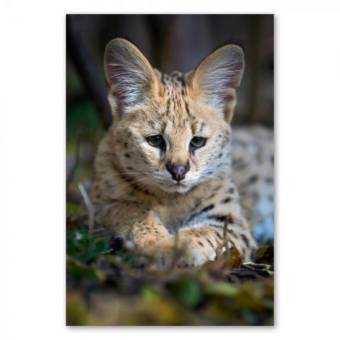 Junger Serval, geflecktes Fell & große Ohren, blickt aufmerksam.