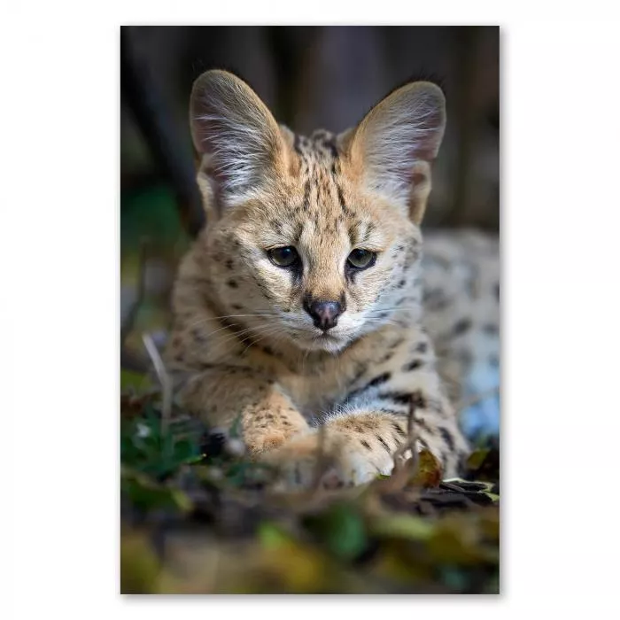 Junger Serval, geflecktes Fell & große Ohren, blickt aufmerksam.