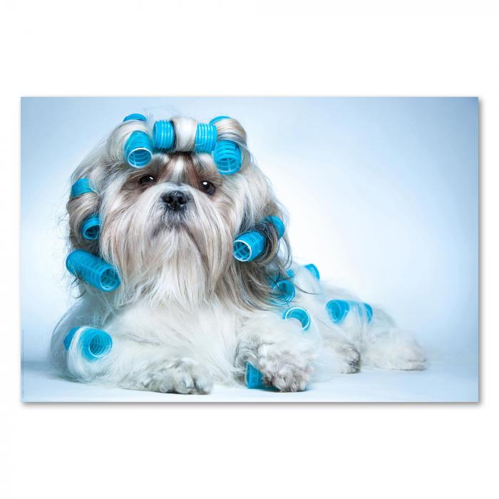 Ein Shih Tzu liegt mit blauen Lockenwicklern im Fell auf einem weißen Untergrund und schaut direkt in die Kamera.